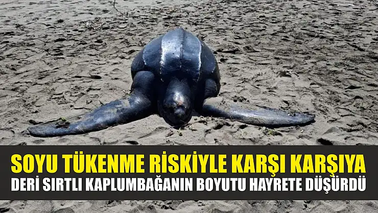 Soyu tükenme riskiyle karşı karşıya: Deri sırtlı kaplumbağanın boyutu hayrete düşürdü