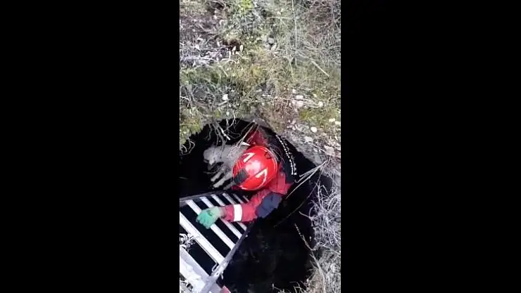 Su kuyusuna düşen kuzu kurtarıldı