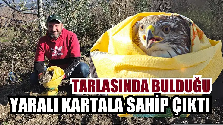 Tarlasında bulduğu yaralı kartala sahip çıktı
