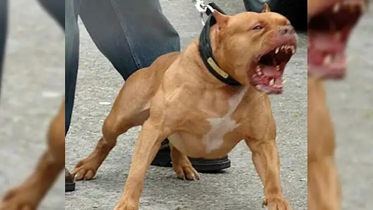 Tehlikeli Köpek Yetiştirenlere 11 bin TL Ceza