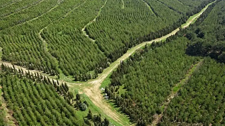 TEMA Vakfı Fethiye'de gönüllü ilçe sorumlusu arıyor
