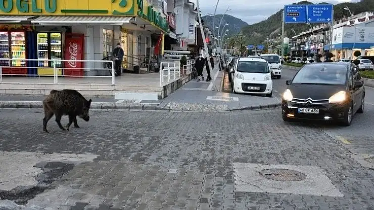 Turizm beldeleri domuzlara kaldı
