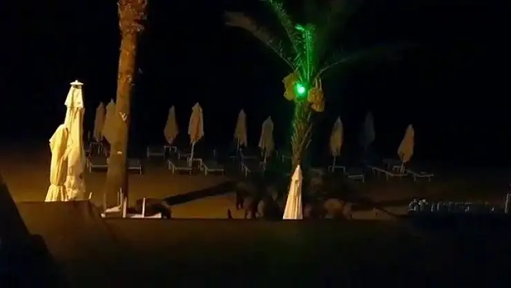 Turizm kentinde yaban domuzları sahile inip köpeklere saldırdı