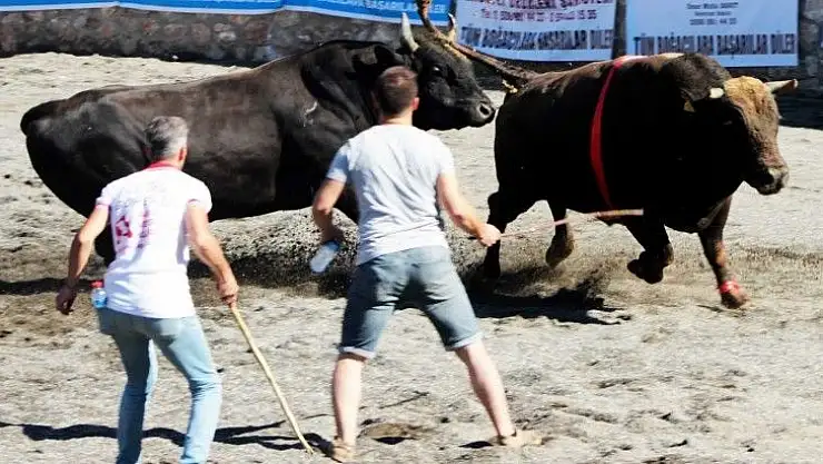 Ula arenasında ilk boğa güreşi