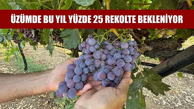 Üzümde bu yıl yüzde 25 rekolte bekleniyor