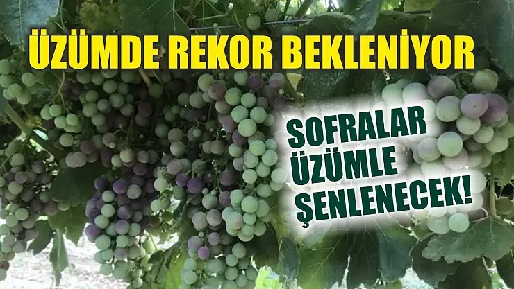 Üzümde Rekor Bekleniyor: Sofralar Üzümle Şenlenecek!