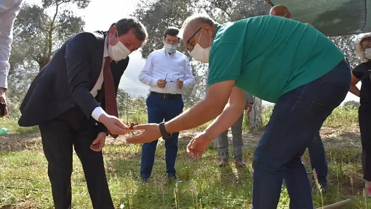 Vali Tavlı, Milas'ta tarım üreticilerini ziyaret etti
