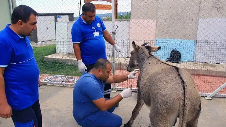 Vicdansızlar eşeği tüfekle vurdu