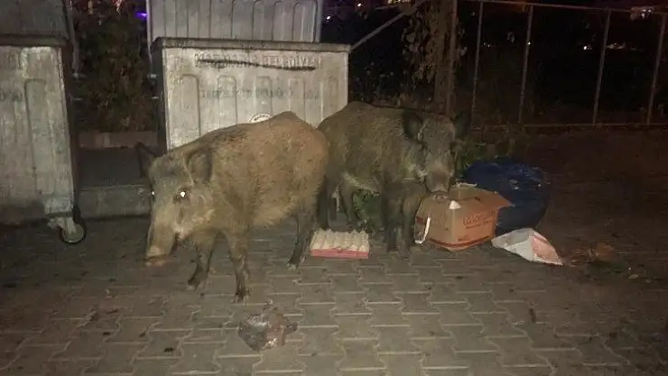Yaban Domuzları plajda yiyecek arıyor