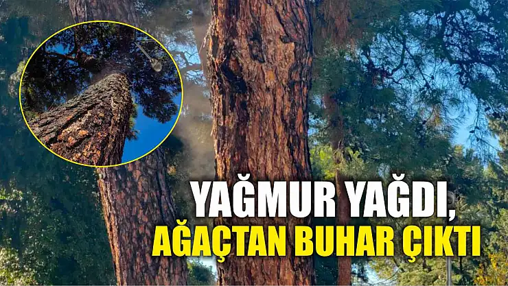 Yağmur yağdı, ağaçtan buhar çıktı