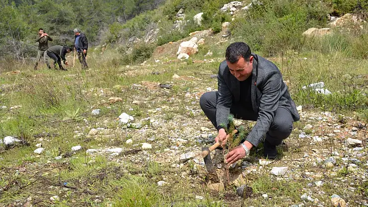 Yanan alanı muhtarlar yeniden yeşillendirecek