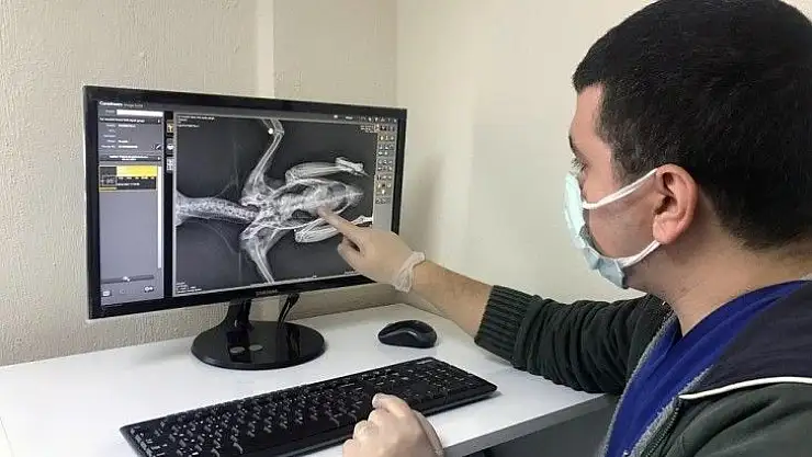 Yaralı kargaya cerrahi operasyon