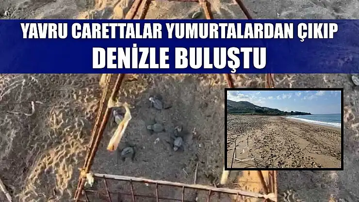 Yavru carettalar yumurtalardan çıkıp denizle buluştu