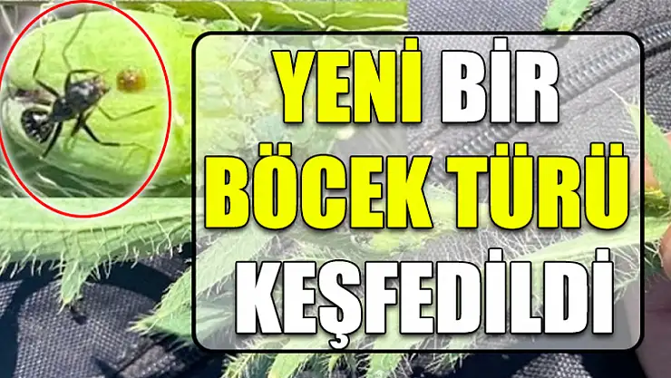 Yeni Bir Böcek Türü Keşfedildi