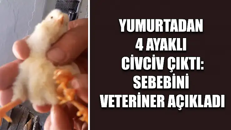 Yumurtadan 4 ayaklı civciv çıktı: Sebebini veteriner açıkladı