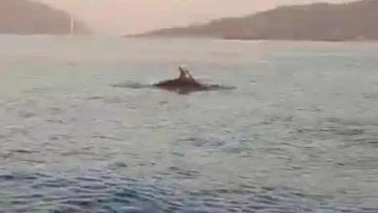 Yunuslar Marmaris Körfezi'nde adeta gösteri yaptı