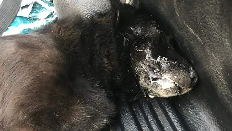 Zehirlenen köpek kurtarılamadı