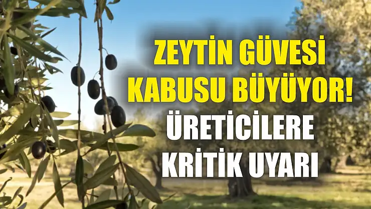 Zeytin güvesi kabusu büyüyor! Üreticilere kritik uyarı