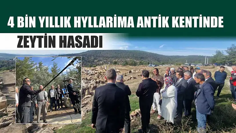 4 bin yıllık Hyllarima Antik Kentinde Zeytin hasadı