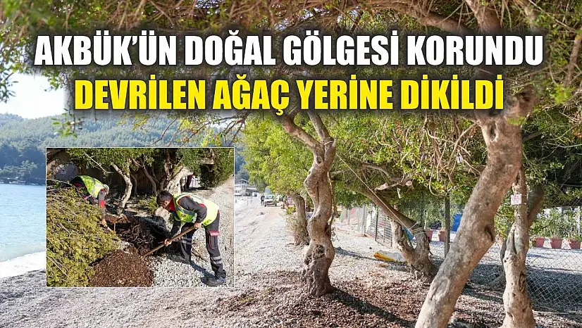 Akbük'ün Doğal Gölgesi Korundu: Devrilen Ağaç Yerine Dikildi