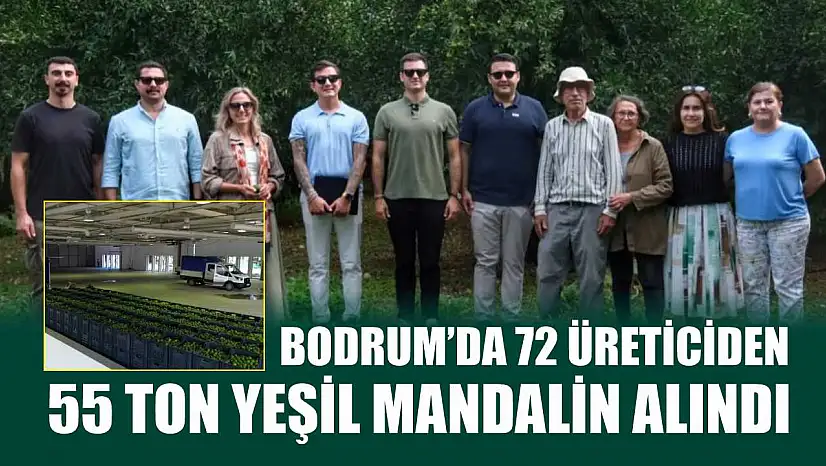 Bodrum'da 72 üreticiden 55 ton yeşil mandalin alındı