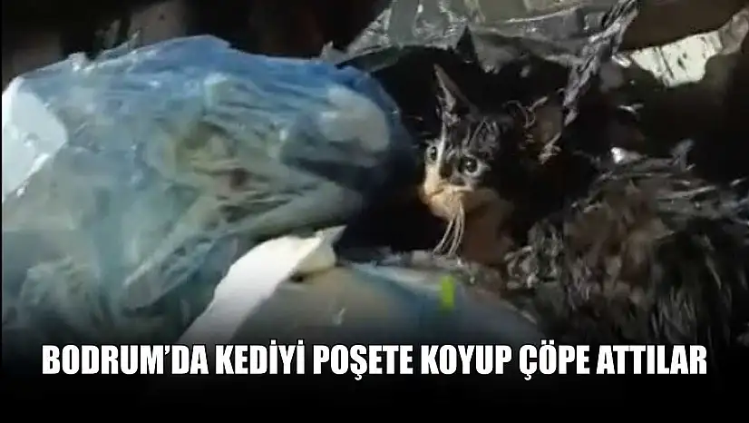 Bodrum'da kediyi poşete koyup çöpe attılar