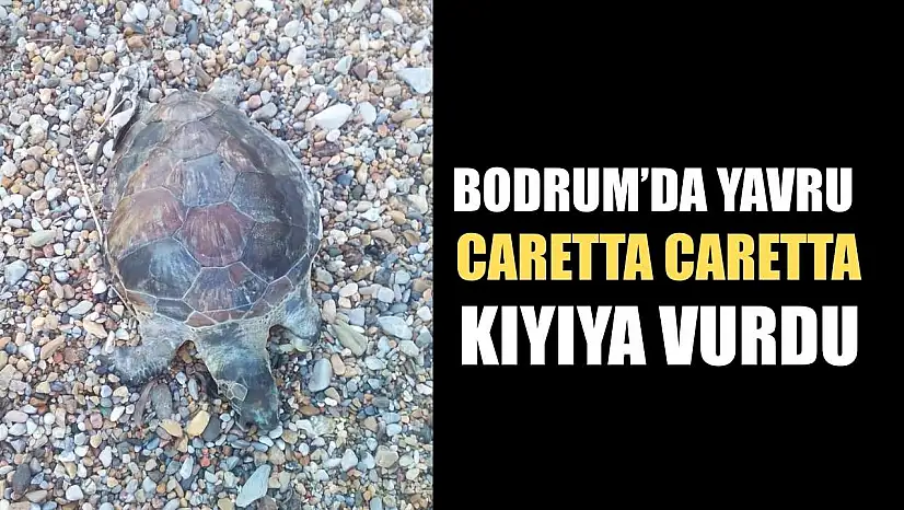 Bodrum'da yavru caretta caretta kıyıya vurdu