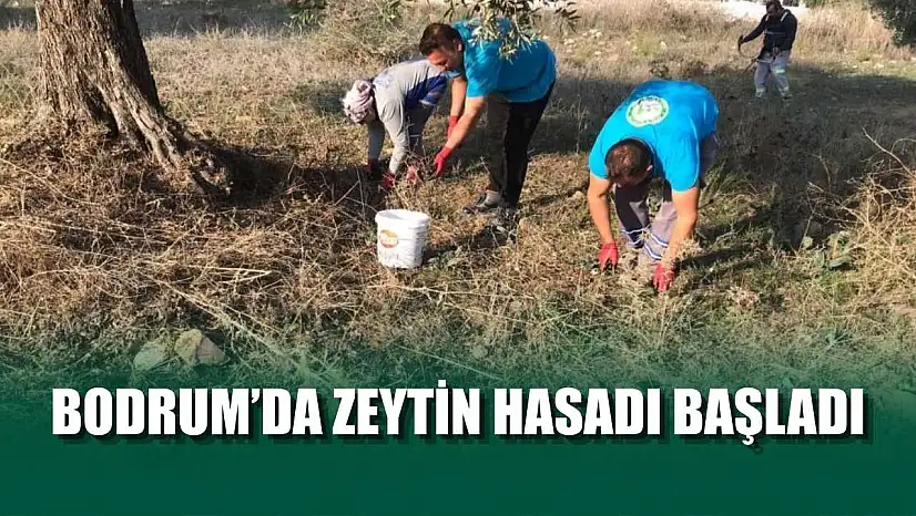 Bodrum'da zeytin hasadı başladı