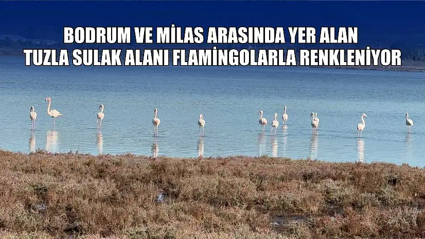 Bodrum ve Milas arasında yer alan Tuzla Sulak Alanı flamingolarla renkleniyor
