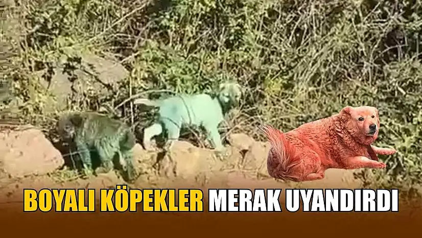 Boyalı köpekler merak uyandırdı