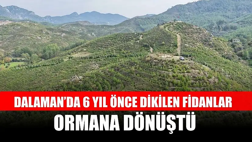 Dalaman'da 6 yıl önce dikilen fidanlar ormana dönüştü