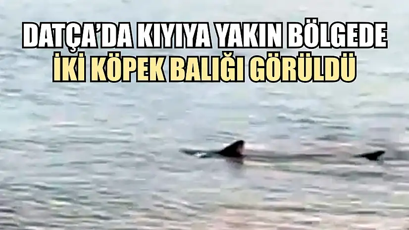 Datça'da kıyıya yakın bölgede iki köpek balığı görüldü