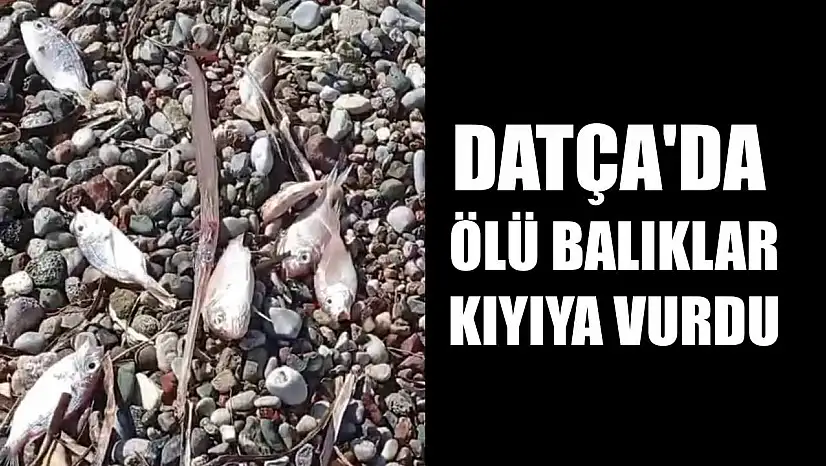 Datça'da ölü balıklar kıyıya vurdu