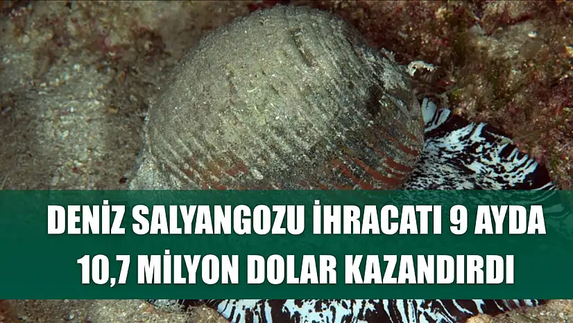 Deniz salyangozu ihracatı 9 ayda 10,7 milyon dolar kazandırdı