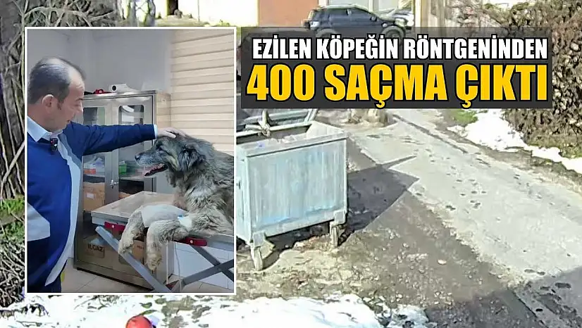 Ezilen köpeğin röntgeninden 400 saçma çıktı