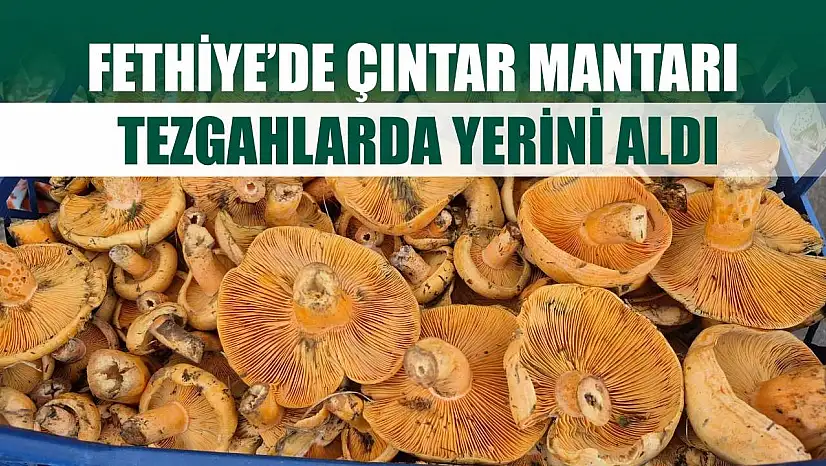 Fethiye'de Çıntar Mantarı Tezgahlarda Yerini Aldı