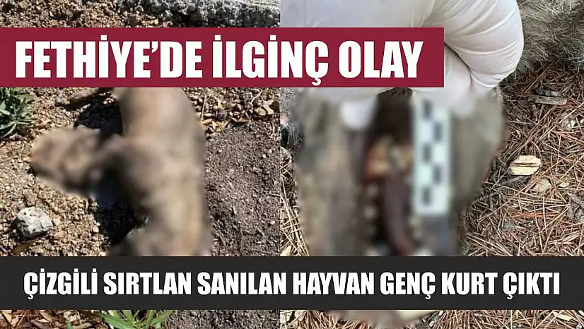 Fethiye'de İlginç Olay: Çizgili Sırtlan Sanılan Hayvan Genç Kurt Çıktı