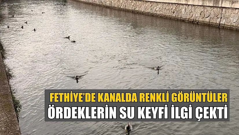 Fethiye'de kanalda renkli görüntüler: Ördeklerin su keyfi ilgi çekti