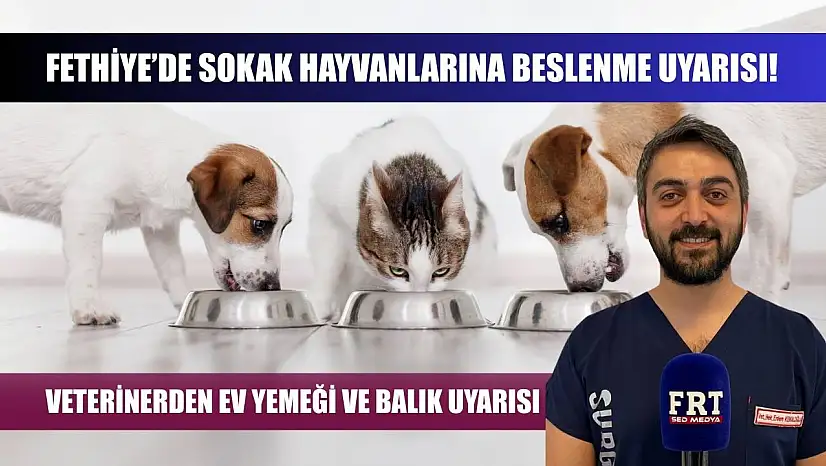 Fethiye'de sokak hayvanlarına beslenme uyarısı! Veterinerden ev yemeği ve balık uyarısı