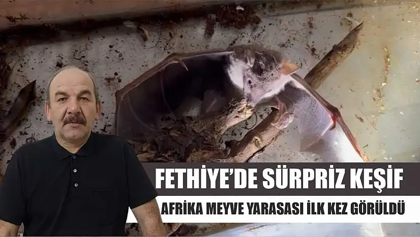 Fethiye'de Sürpriz Keşif: Afrika Meyve Yarasası İlk Kez Görüldü