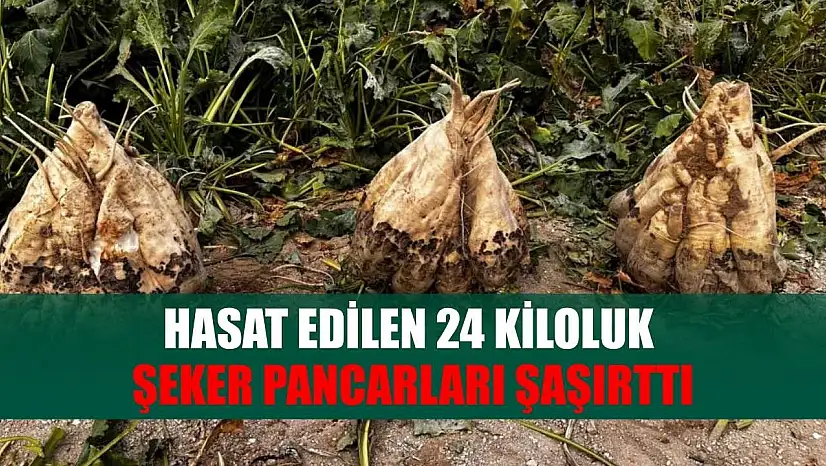 Hasat edilen 24 kiloluk şeker pancarları şaşırttı