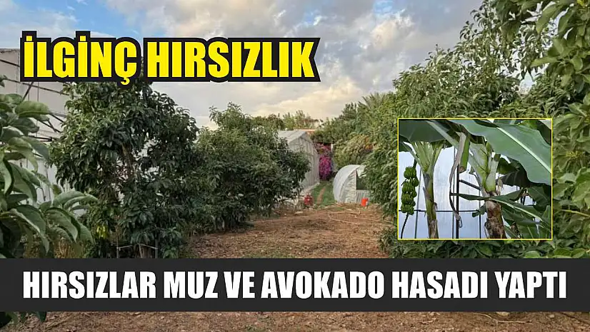 İlginç hırsızlık: Hırsızlar muz ve avokado hasadı yaptı