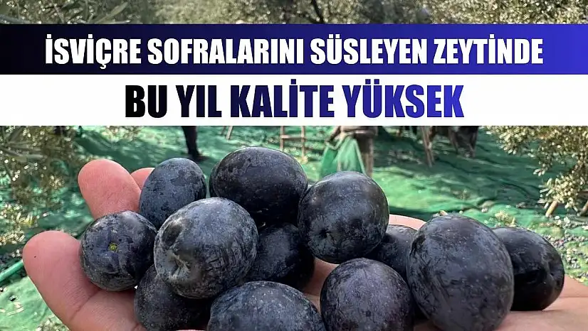 İsviçre sofralarını süsleyen zeytinde bu yıl kalite yüksek