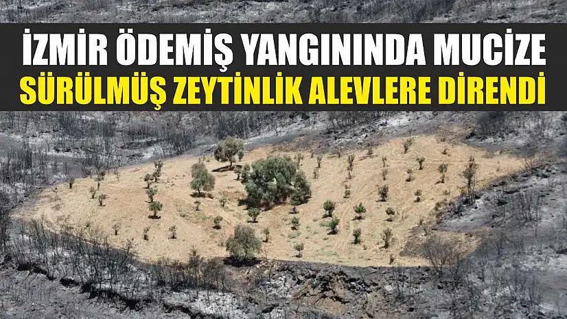 İzmir Ödemiş Yangınında Mucize: Sürülmüş Zeytinlik Alevlere Direndi