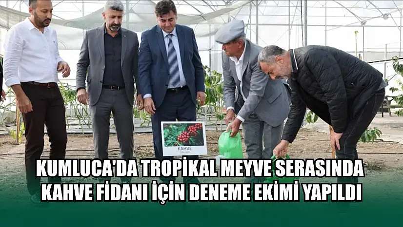 Kumluca'da tropikal meyve serasında kahve fidanı için deneme ekimi yapıldı