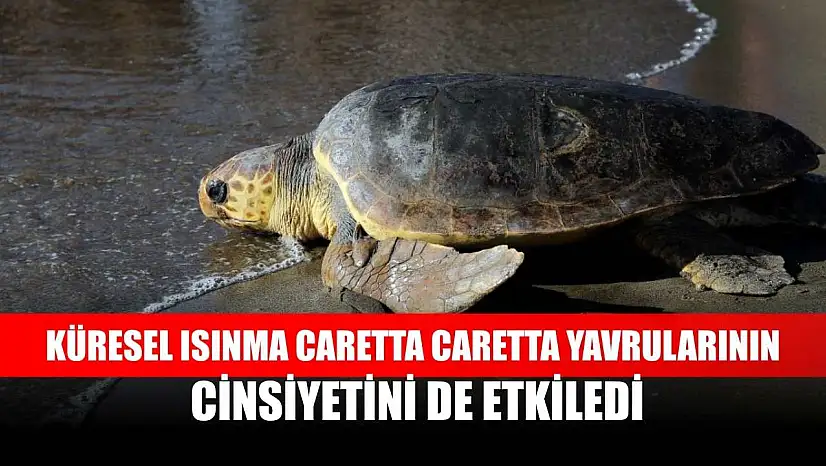 Küresel ısınma caretta caretta yavrularının cinsiyetini de etkiledi