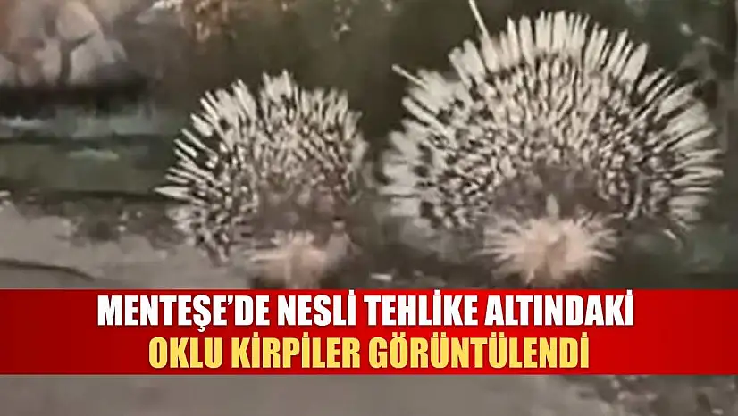 Menteşe'de Nesli Tehlike Altındaki Oklu Kirpiler Görüntülendi