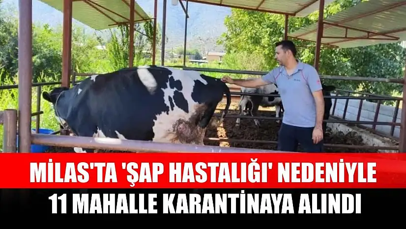 Milas'ta 'şap hastalığı' nedeniyle 11 mahalle karantinaya alındı