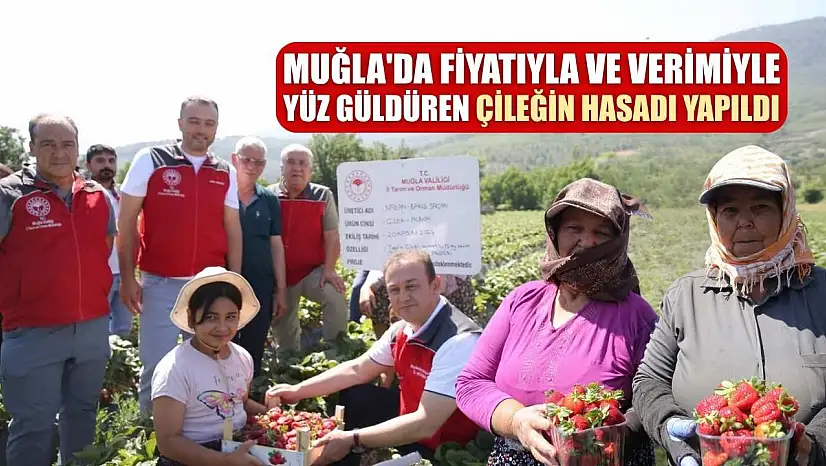 Muğla'da fiyatıyla ve verimiyle yüz güldüren çileğin hasadı yapıldı
