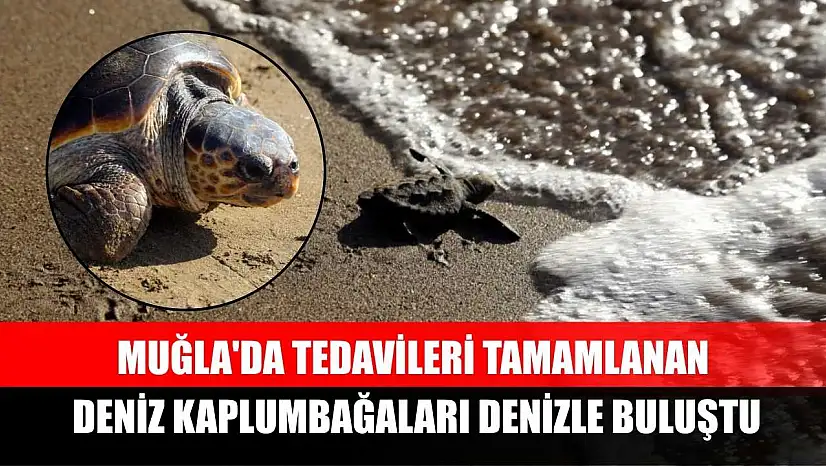 Muğla'da tedavileri tamamlanan deniz kaplumbağaları denizle buluştu